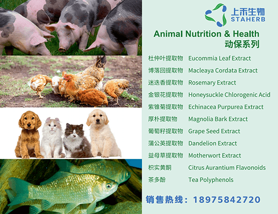 杜仲叶提取物在饲料中的多重功效