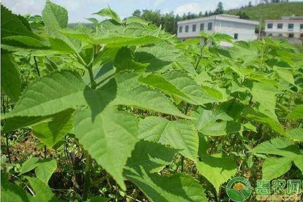 构树的价值与种植效益：从造纸到饲料的全方位应用