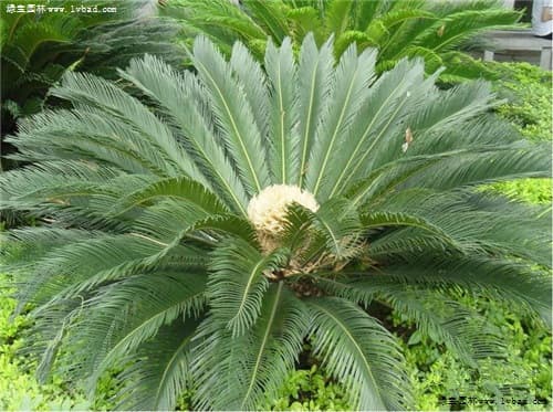 常见植物分类大全：从裸子植物到被子植物的38个科属特征