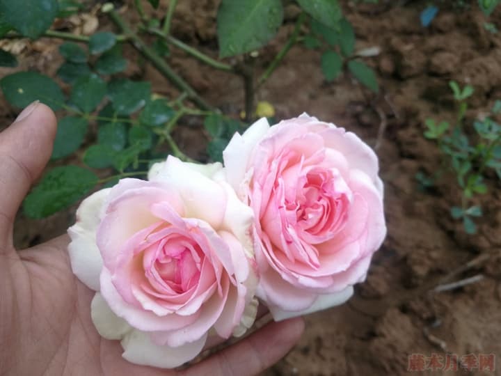 龙沙宝石月季优缺点分析