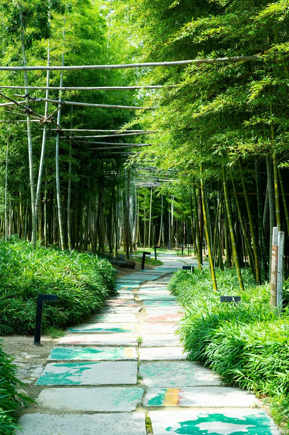 福州国家森林公园秋游攻略：竹海、珍稀植物与雨林的秋日交响