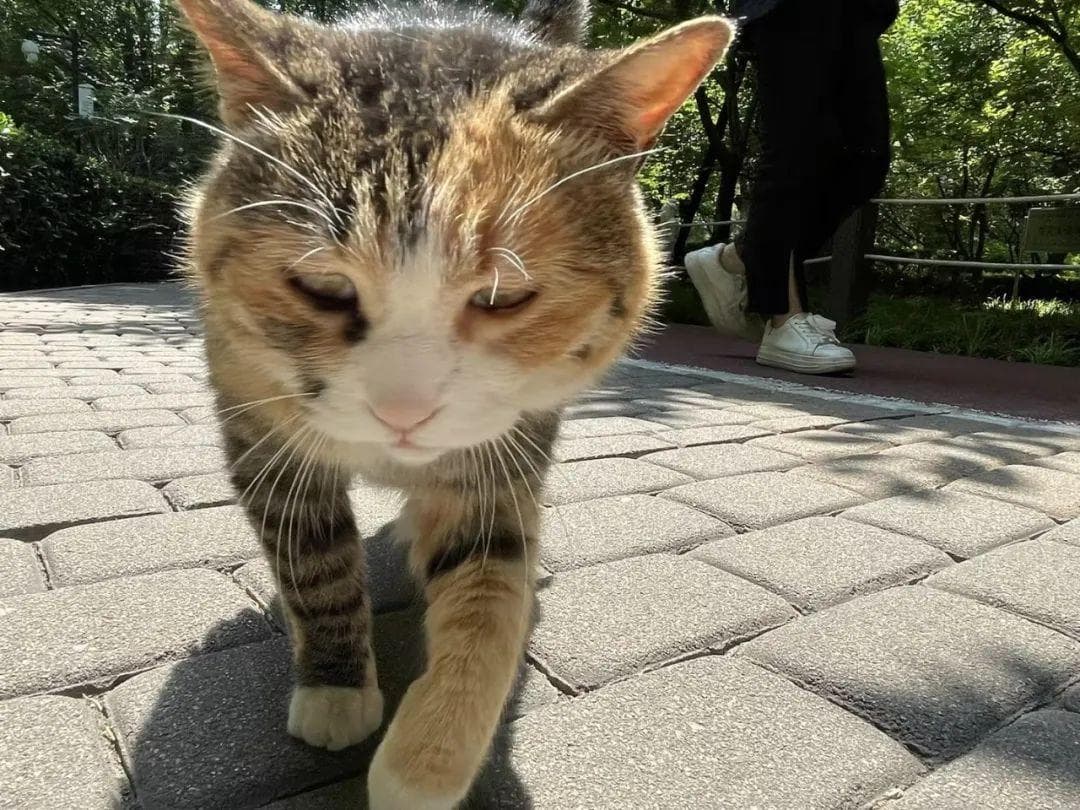 “喵星”威胁：揭秘猫对鸟类生物多样性的潜在冲击
