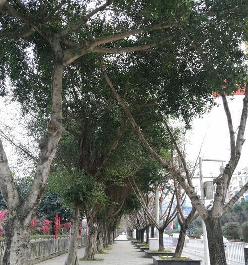 榕树的花语和文化寓意（探究榕树花语中的生命和繁衍意象）