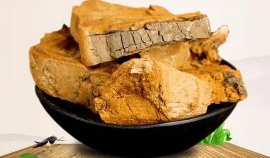 桑黄的营养价值和功效、禁忌，赶紧收藏！