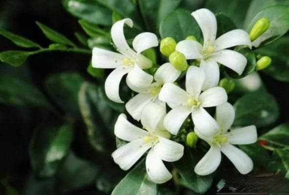 怎样根据植物名字给宝宝命名 可以根据花卉的名字给宝宝起名