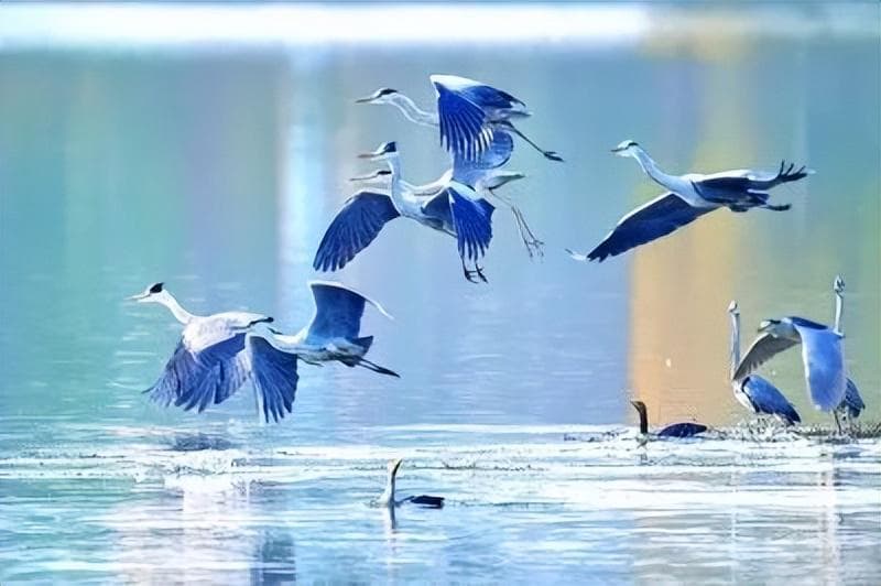 梁平双桂湖国家湿地公园：湿地留候鸟倩影 碧湖绘生态新图