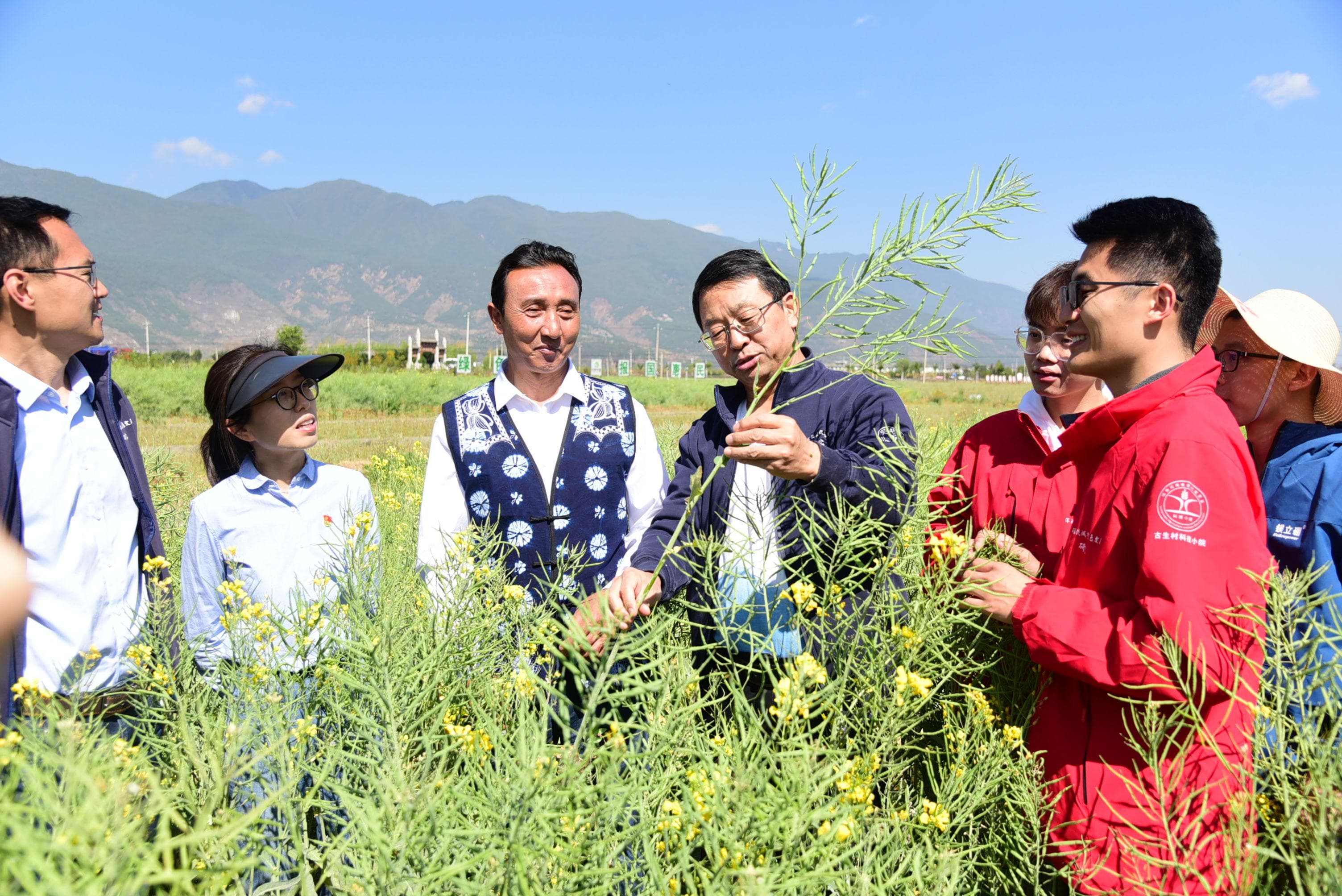 在盐碱地上实现粮食高产，河北曲周县"绿色吨半粮"行动重大突破