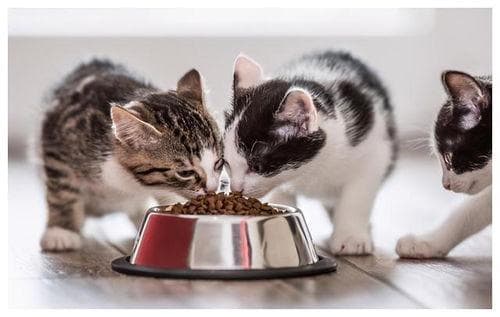 猫咪护食叫不停？耐心引导，慢慢改善。