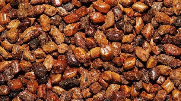哪些人不适合吃决明子？决明子茶能长期喝吗？
