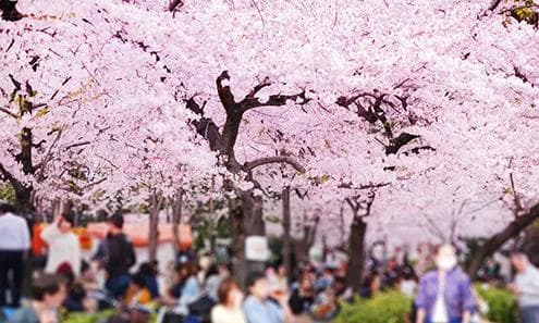 2025日本中部赏樱，日本人最想推荐你的7大景点