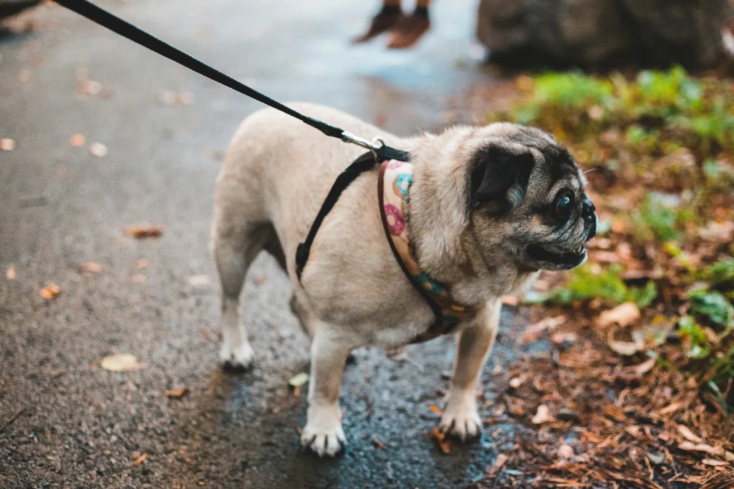 专家详解巴哥犬泪痕：六大成因与综合防治方案