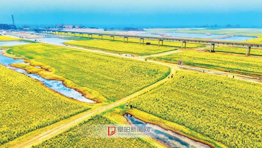 阜阳：油菜花开春意浓