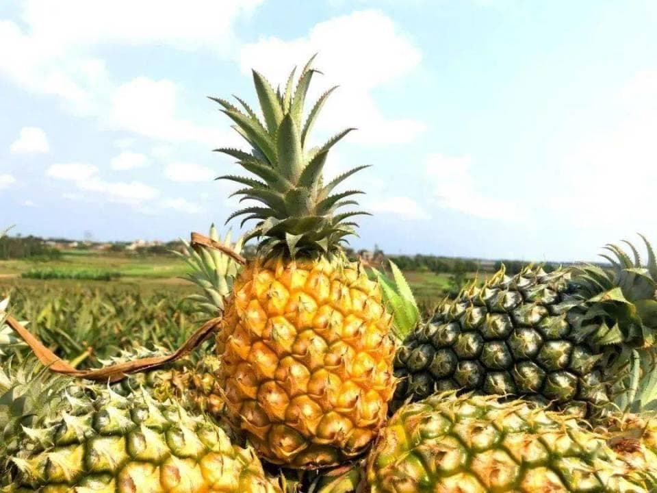 徐闻是广东最后一个价值洼地吗？
