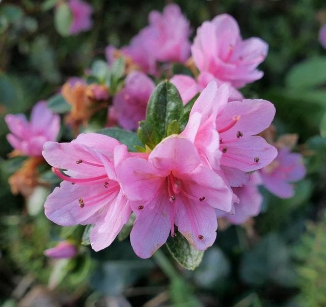 杜鹃花种植指南：六大环节打造健康花株