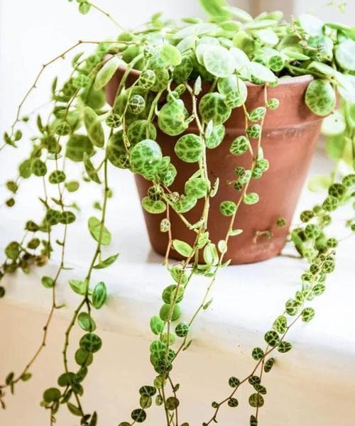哪些藤类植物适合室内种植？