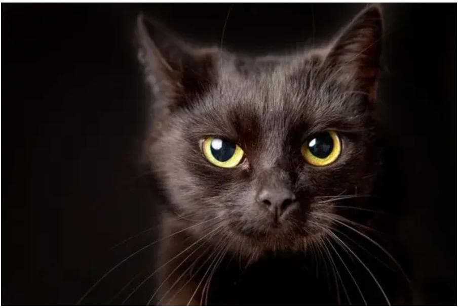 黑猫为何会被视为不幸的象征