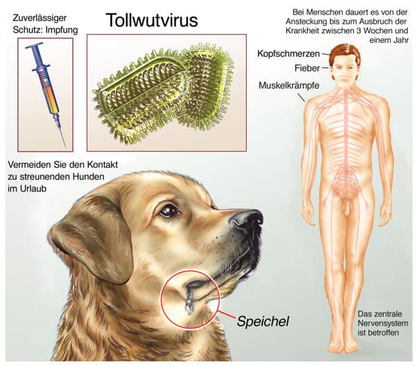 狂犬病早期症状自测