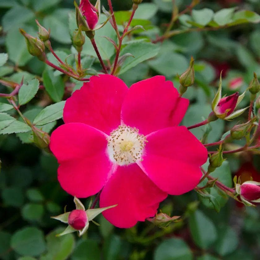月季花型图解：11种月季花型分类