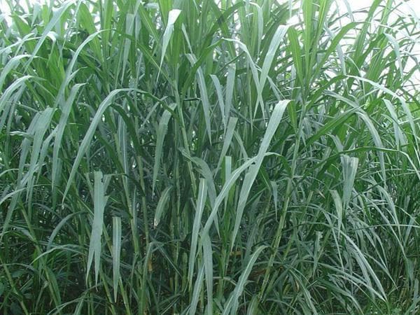 巨菌草和皇竹草营养价值对比及常用牧草品种推荐