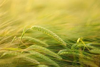 紫微斗数命宫飞化深度解析
