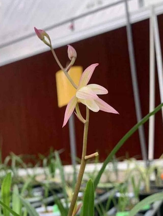 兰花能受多少度低温？多少度入室比较合适？