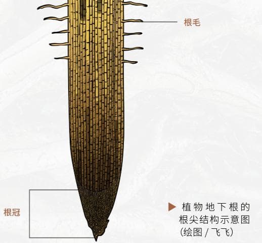 揭秘气生根：植物如何在空气中扎根生长