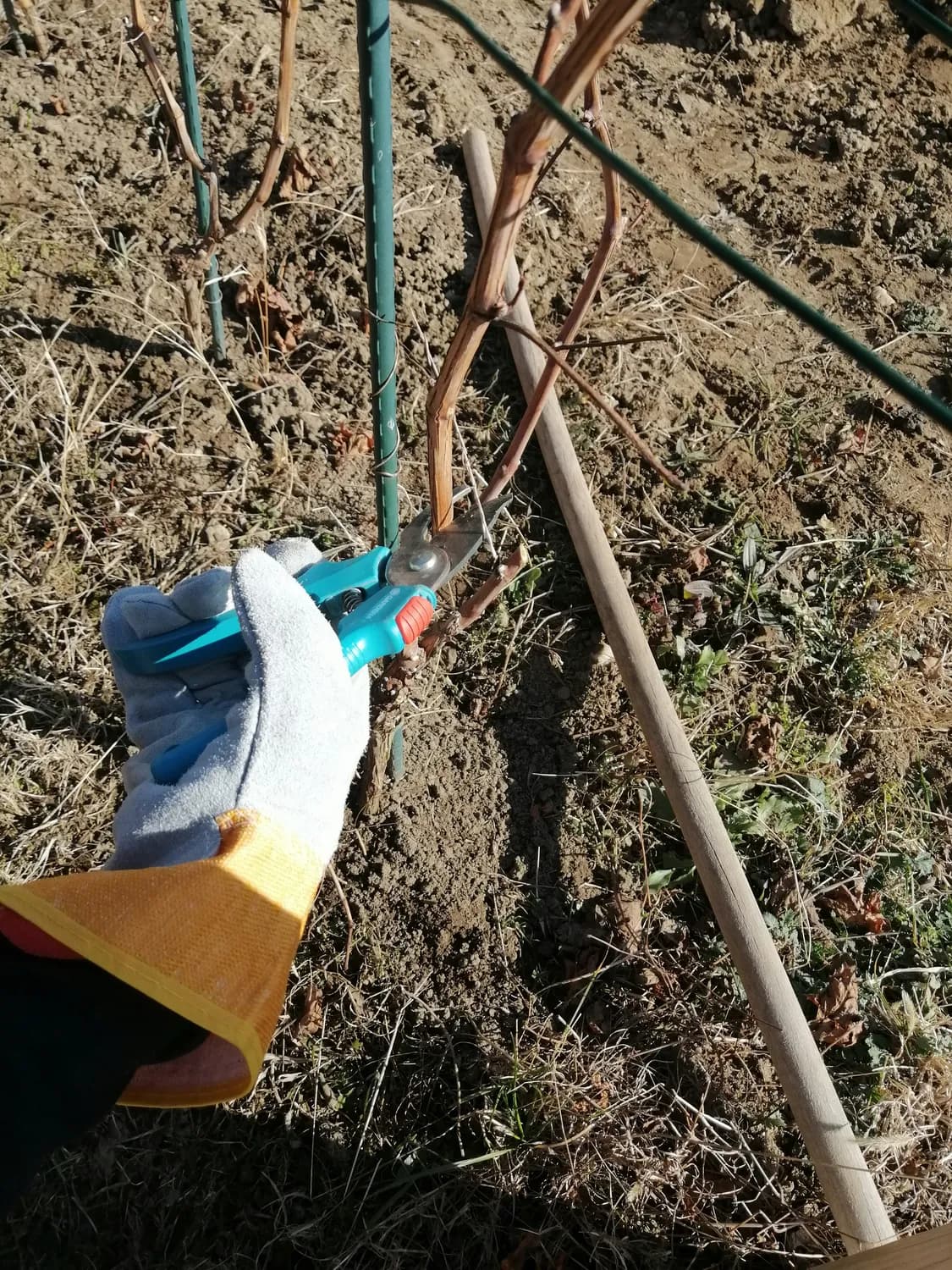 国光专家教你冬季修剪月季爆花技巧
