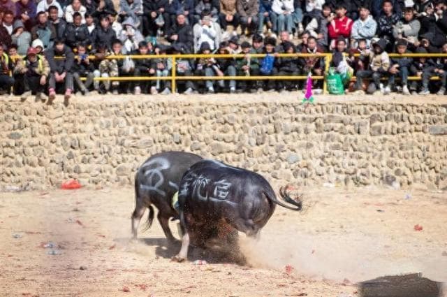 贵州从江迎新春：38头牛王争霸斗牛场