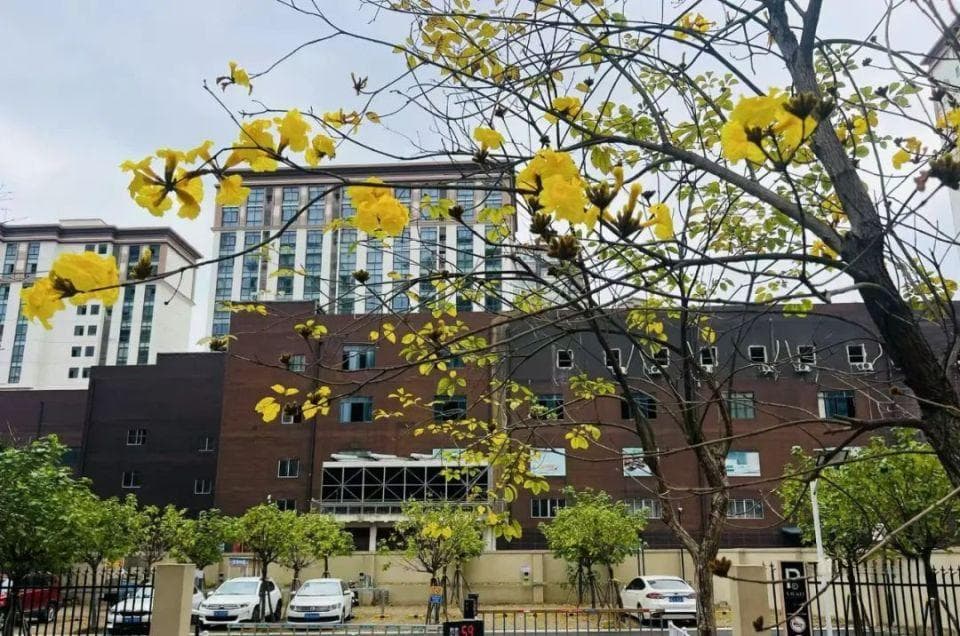 黄花风铃木开花“摸鱼”   专家：错峰打卡更香