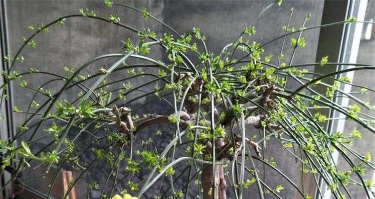 迎春花的生长特点（先开花后长叶，揭秘迎春花的奥秘）
