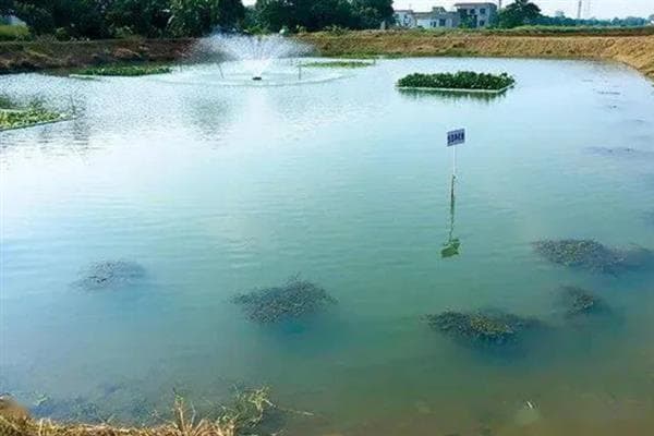 淡水鳗鱼的养殖条件，以水生昆虫、鱼、虾等动物为食