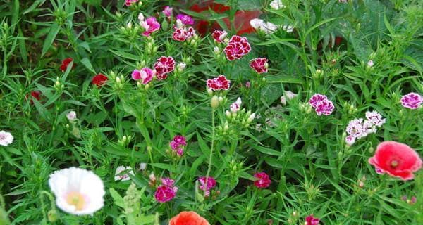探究石竹的生长特点与适宜环境（多年生草本植物——石竹）