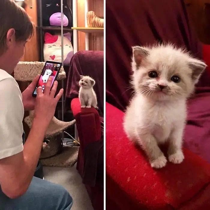 【摄影技巧】专业摄影师教你拍出好看的猫咪写真