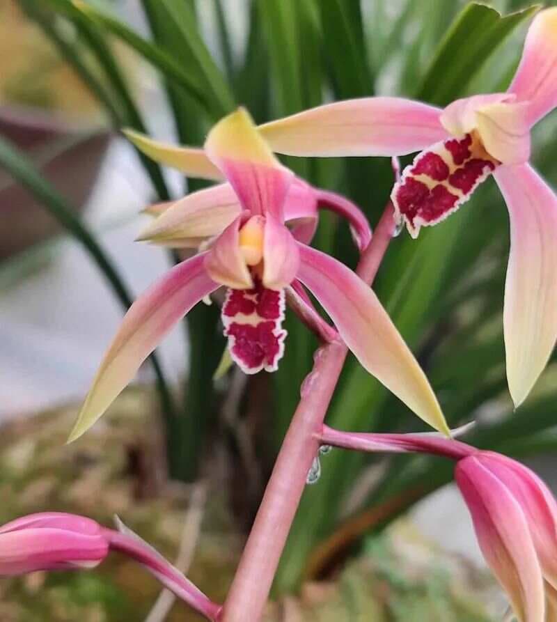 养兰必修课：手把手教你搞定兰花春化，让花香四溢