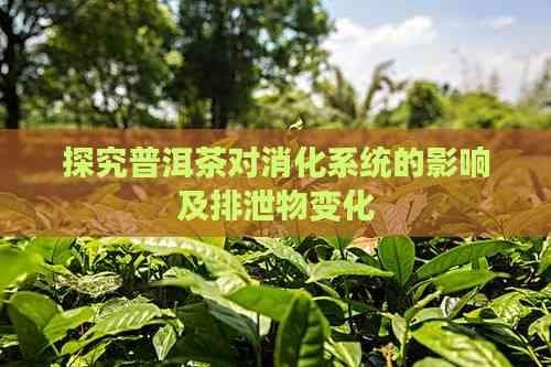探究普洱茶对消化系统的影响及排泄物变化