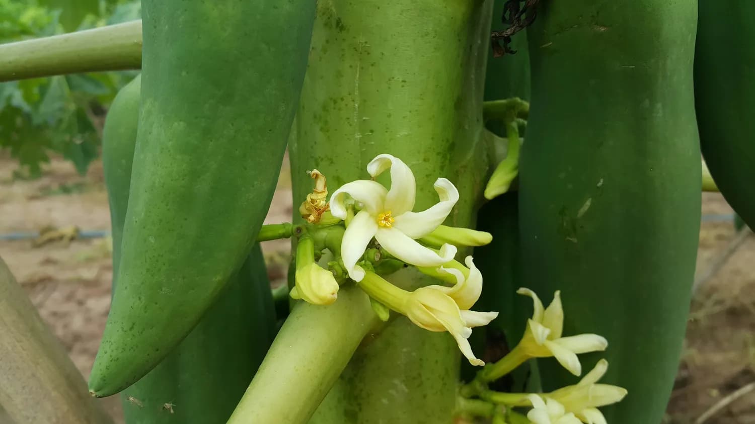秋冬护肤新宠：金银花水洗脸