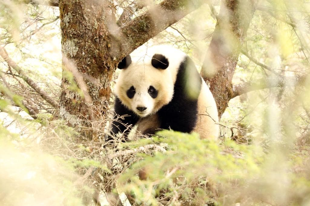 聚焦国家公园立法 | 建设生态廊道 为大熊猫让路