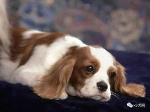 宠物犬瘟治疗攻略，快速康复指南