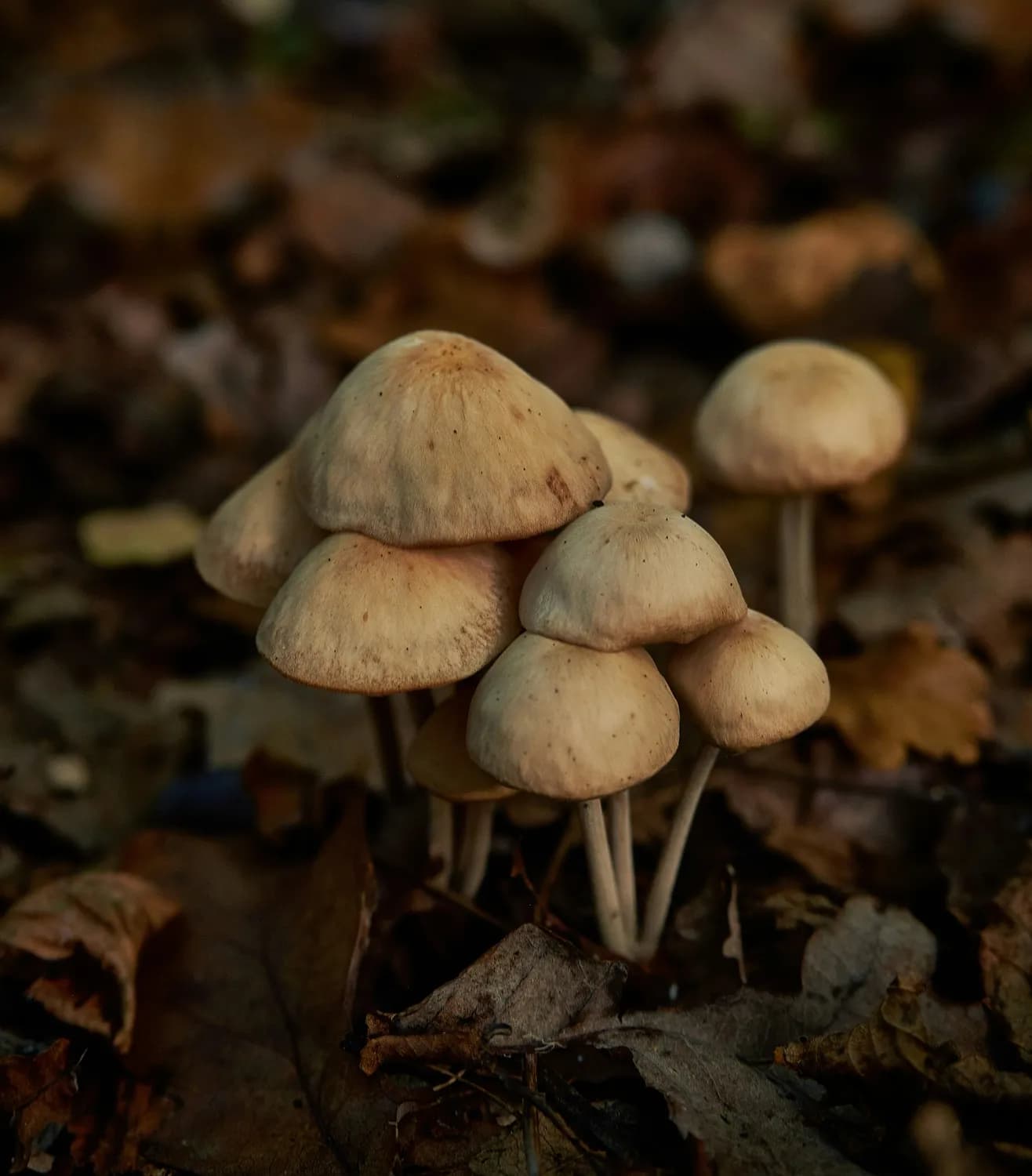 森林里的蘑菇王国：揭秘奇妙的蘑菇世界