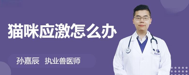猫咪应激怎么办