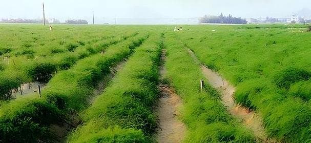 如何种植芦笋根——成为芦笋种植高手的指南（从选种到收获，全面掌握芦笋根种植技巧）