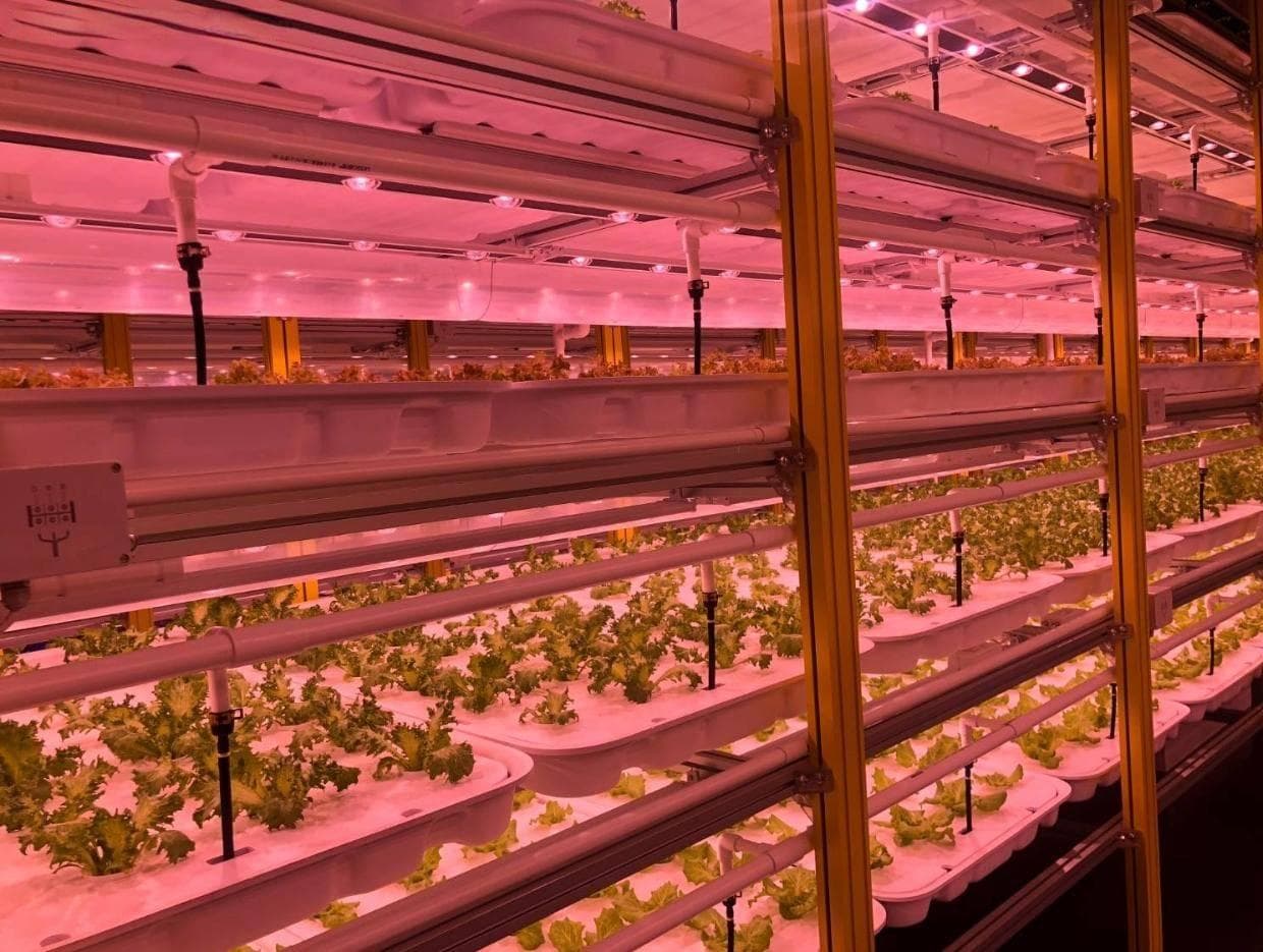 植物工厂如何根据植物的生长阶段调节光照条件？