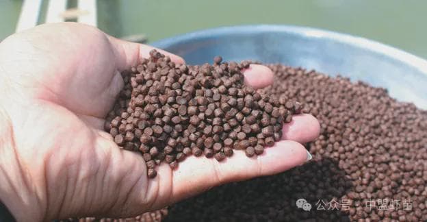水产养殖中，淀粉有大妙用！今天就跟你揭露！