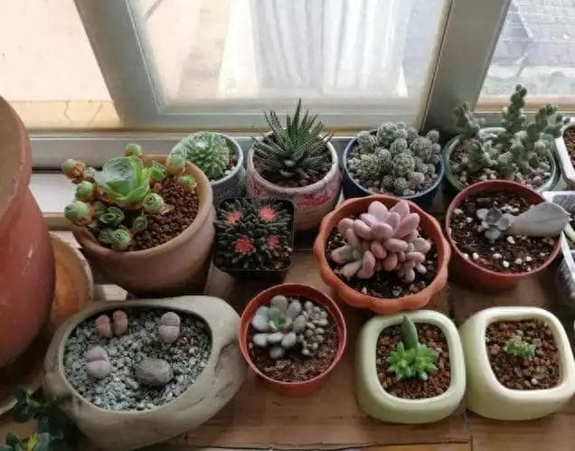 多肉植物养护指南：光照、浇水、通风、配土四大要点