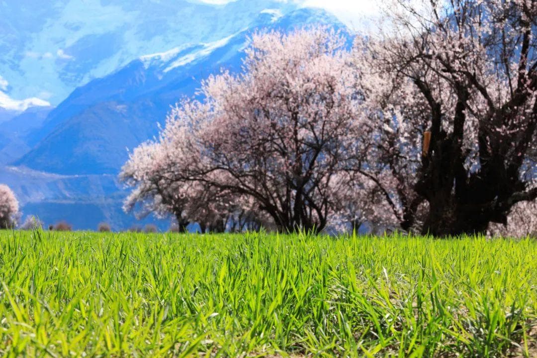 来了！中国3月赏花不可错过的宝藏地，去过一半，你就是旅游达人