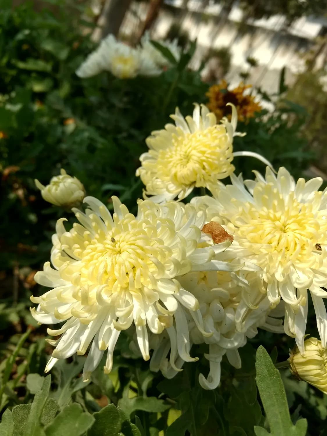 菊花茶治头晕？中医和科学这样解释