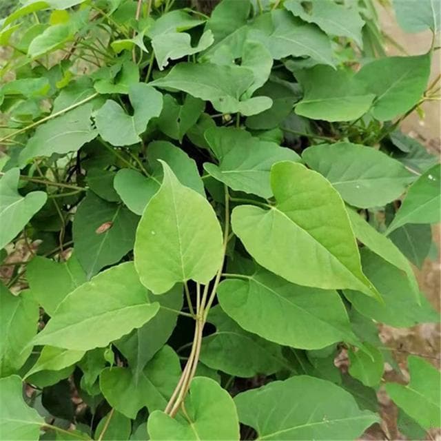 海南林下种植何首乌：前景展望与技术研究
