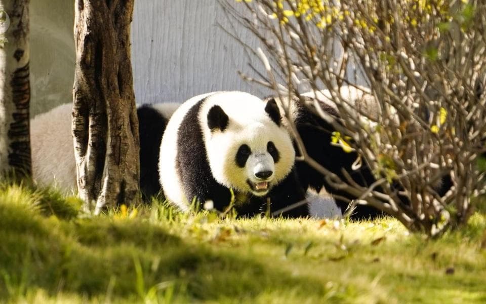 8岁娃被终身禁入熊猫基地，给做父母的何种启示