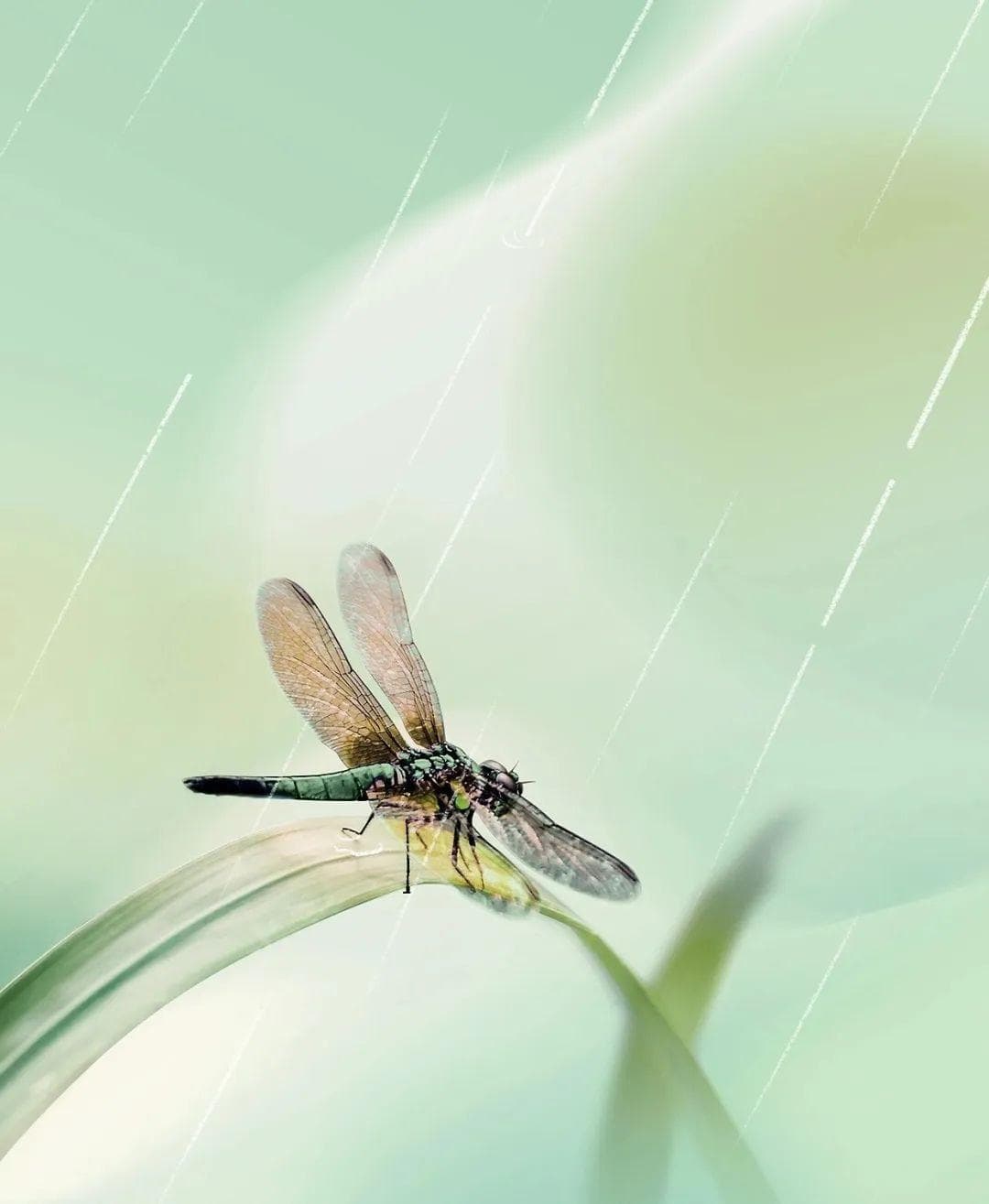惊蛰时节的淮南：春雷乍动，万物生长