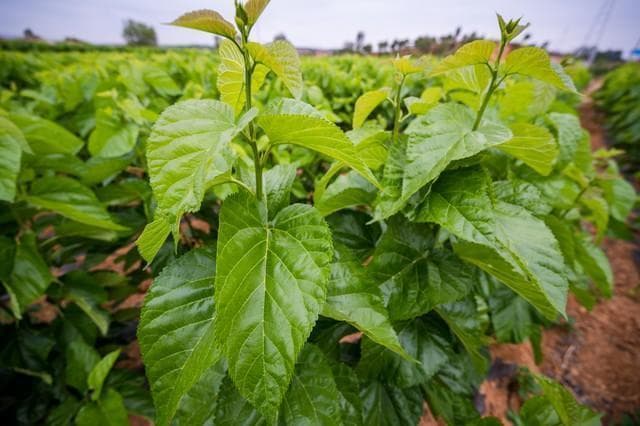 桑叶泡茶效果虽好，这几类人千万不要“随便喝”，早了解不吃亏！